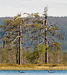 BB 09 0301 / Gavia stellata / Smålom